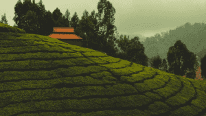 20 Best things to do in Ooty