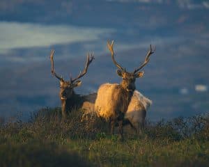 Wildlife