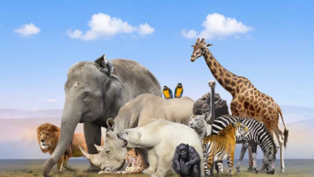 Best Zoos in The World