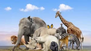 Best Zoos in The World