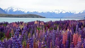 Top 20 Things To Do In New Zealand