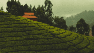 20 Best things to do in Ooty