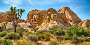 Your Personal Guide To Joshua Tree National Park